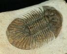 Bumpy Platyscutellum Trilobite With Axial Spines #17187-4